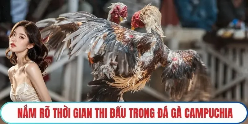 Nắm rõ thời gian thi đấu trong Đá gà Campuchia