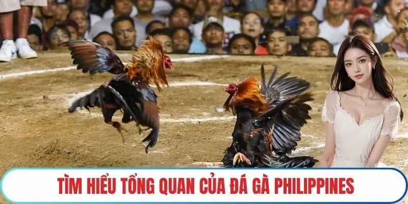 Tìm hiểu tổng quan của Đá gà Philippines